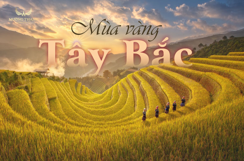images/news/2025/09/original/mua-lua-chin-tay-bac_1758184413.jpg